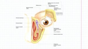 76 Вспомогательный аппарат глаза