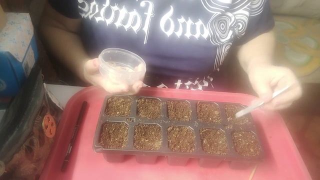 сегодня 11февраля начала посев семян перца сладкого 🫑 смотреть онлайн