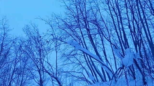 25.12.2022 Снежок.