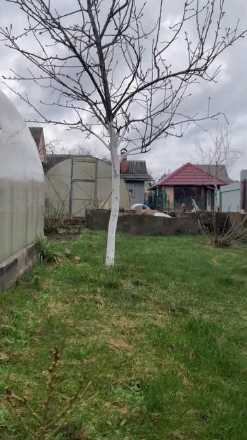 Посадили новые деревья. смотреть онлайн