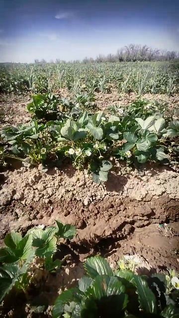 клубника 🍓 #клубника #dehqonchilik #dehqonuz #клубникабомба #клу смотреть онлайн