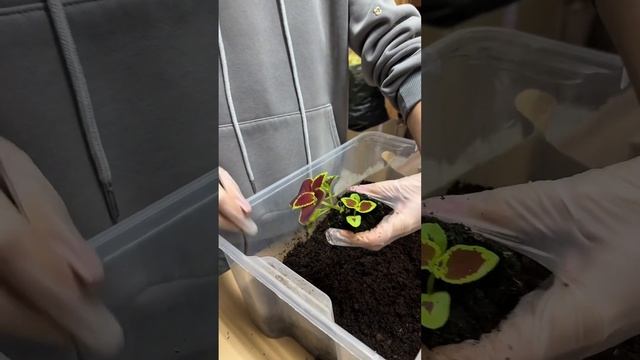 Первая пикировка колеусов. Растениям 1.5 месяца и они ш? смотреть онлайн