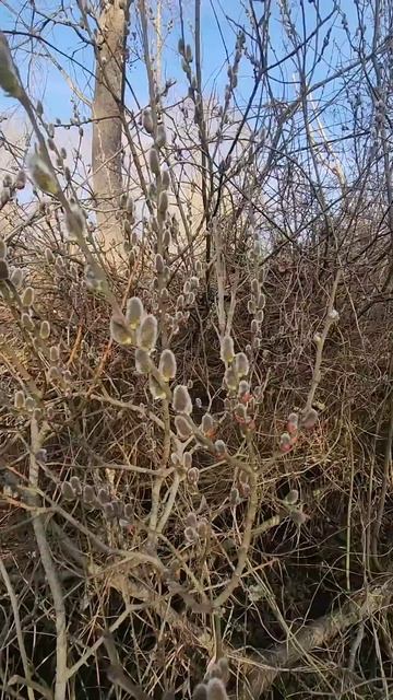 Ива -верба смотреть онлайн