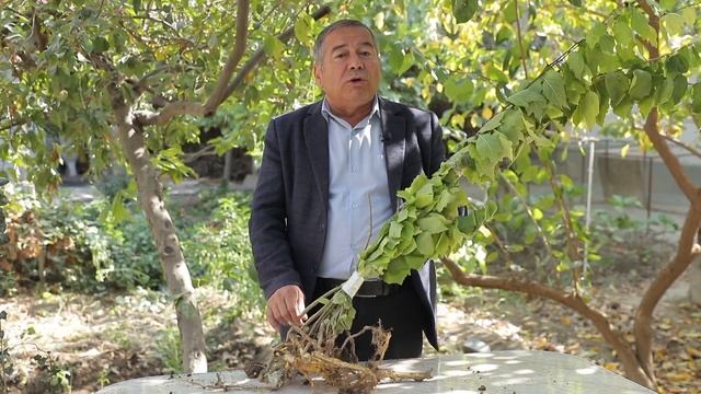 Кудрания (Клубничное дерево)