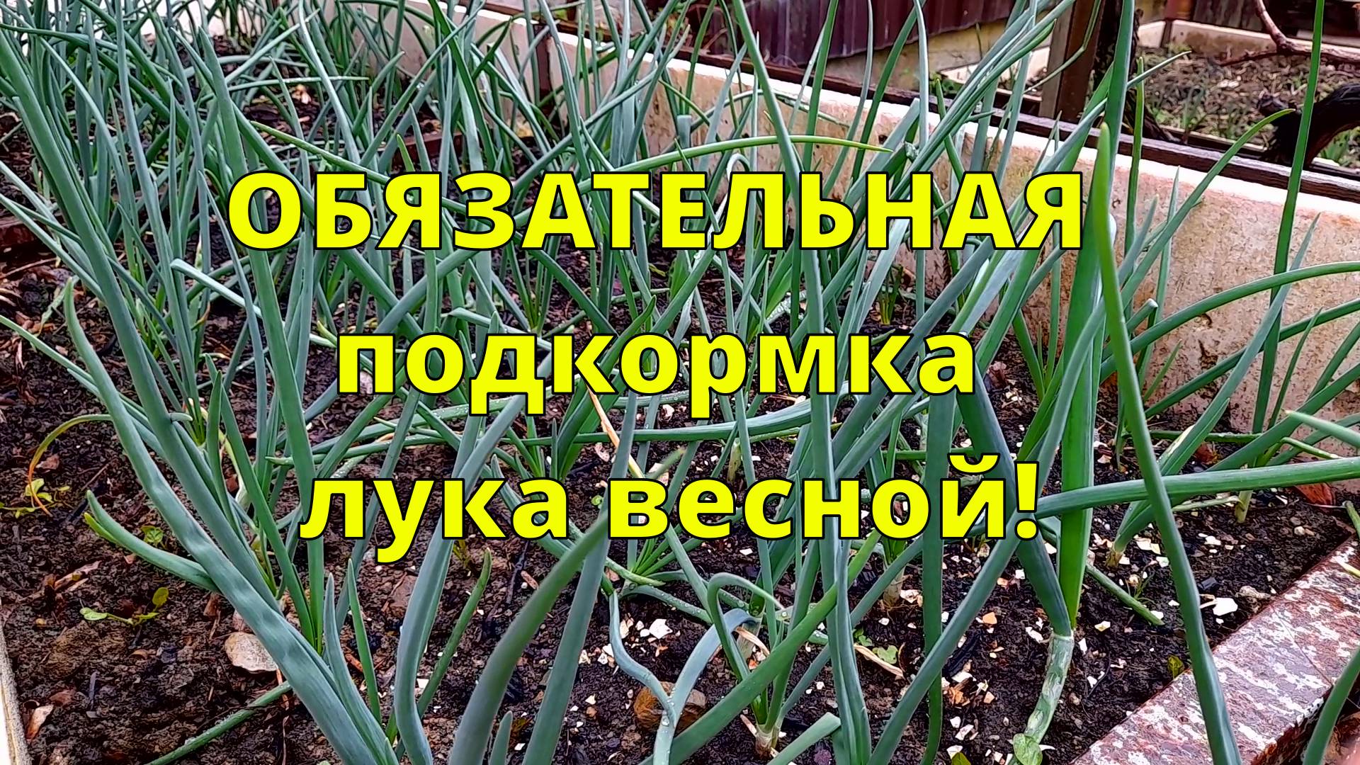 ПЕРВАЯ ОБЯЗАТЕЛЬНАЯ ПОДКОРМКА ЛУКА ВЕСНОЙ: ЛУК БУДЕТ КРУПНЫЙ, НЕ БУДЕТ СТРЕЛКОВАТЬСЯ И ЖЕЛТЕТЬ смотреть онлайн