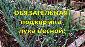 ПЕРВАЯ ОБЯЗАТЕЛЬНАЯ ПОДКОРМКА ЛУКА ВЕСНОЙ: ЛУК БУДЕТ КРУПНЫЙ, НЕ БУДЕТ СТРЕЛКОВАТЬСЯ И ЖЕЛТЕТЬ