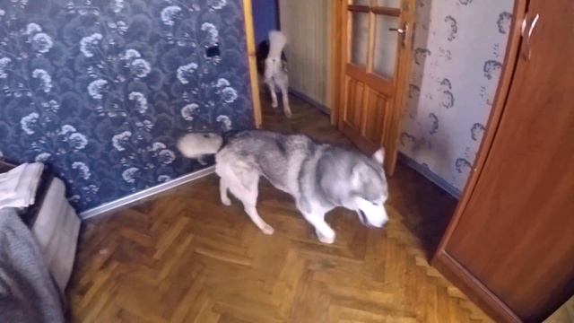 Реакция собаки хаски и маламута на бутылку смотреть онлайн