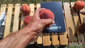 Персик Роял Эстет/Peach Royal Estate