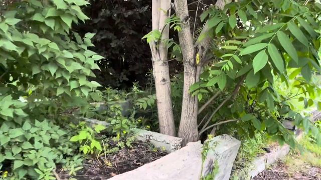 Маньчжурский орех в Кемерово. смотреть онлайн