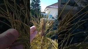 Как ускорить плодоношение кедровой сосны(кедр). Экспе?