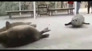 Прыгающие тюлени прикол