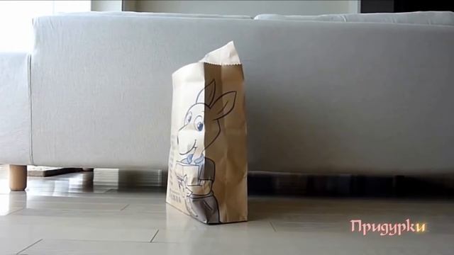 Самые Смешные Коты - Прикольные Коты и Придурки смотреть онлайн