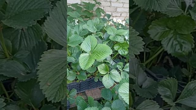 ТО НЕ ГРЯДКА, ТО РАССАДА))) КАК ТУТ ВЫБРАТЬ // ВАЦАП ДЛЯ З смотреть онлайн