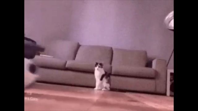 Самые Cмешные Животные 🐱🐶/ Приколы С Котами И Собаками 2022/ Котопёсики #43 смотреть онлайн