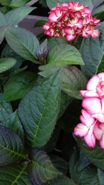 Крупнолистная гортензия зацвела 3-й раз за сезон #сад #? смотреть онлайн
