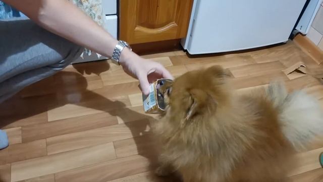 Проголадавшийся шпиц. Мой любимец