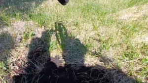 КОП С ВАНКВИШ 540 У ОКРАИН ДЕРЕВНИ