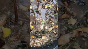 Вносим в барматуху Дзамболата новые ингредиенты. Как разводить барматуху.