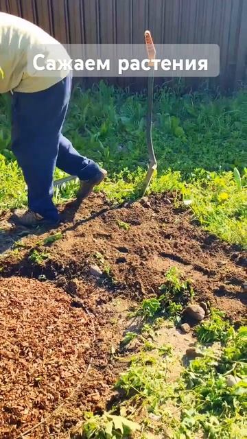 размечаем схему посадки и высаживаем растения #растен смотреть онлайн