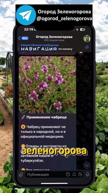 Необычное средство от мучнистой росы #сад #натурально? смотреть онлайн