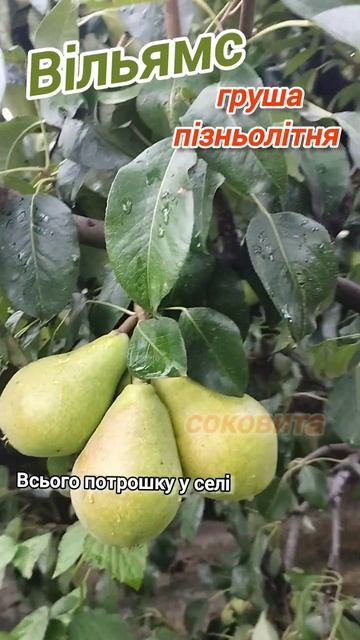 Літня груша Вільямс🍐#сад #garden #груша #всьогопотрошкуу смотреть онлайн