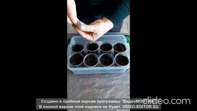 Сеем семена на рассаду смотреть онлайн