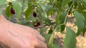 КИЗИЛ ОБЗОР УРОЖАЯ. САЖЕНЦЫ КИЗИЛА ОТВОДКИ