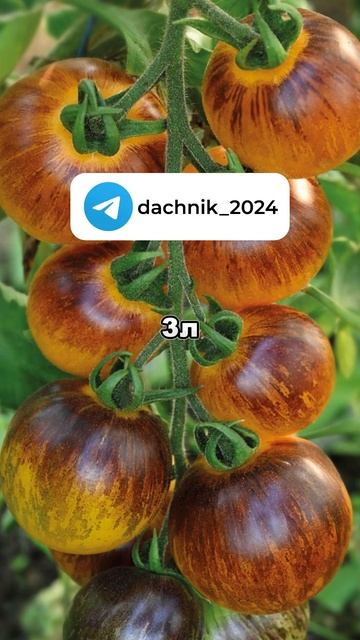 Борьба с вредителями в июле | Дачные советы, дача и ого? смотреть онлайн