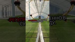 Руккола. Как садить. Методы. Условия. Правила.