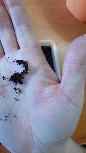 #РукоделиеотГалины Всходы перцев через 5 дней из магаз смотреть онлайн