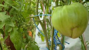 Томат МИНУСИНСКИЙ ОТ СТАРОЖИЛОВ