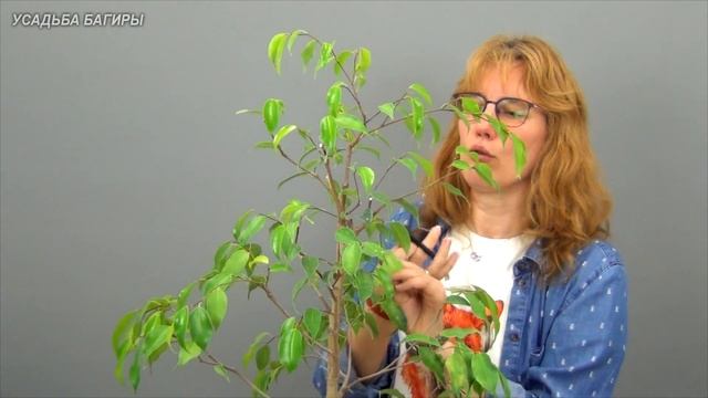 Выращиваем высокий фикус Бенджамина (ч.6). смотреть онлайн