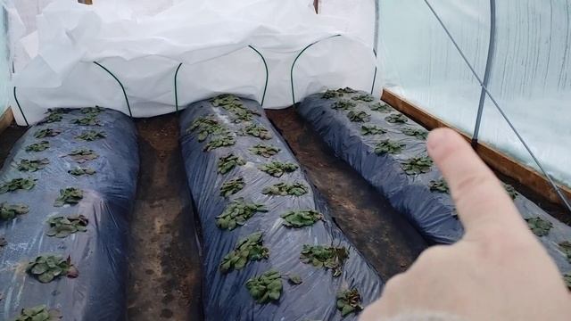 Клубника в балагане,февраль 2025 год смотреть онлайн