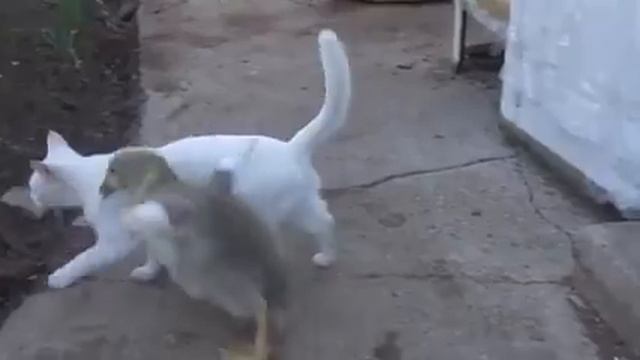 УТКА УБИЛА КОТА ЖЕСТЬ!!!!!!!