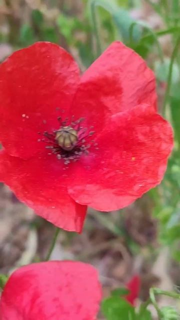 Март в Греции. Ромашки, мак, матиола.#цветывмарте