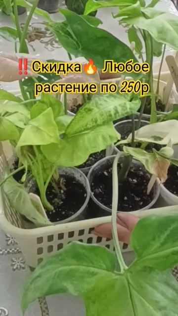 💥💃🪴 Продажа Цветов домашней коллекции #цветыпочто? смотреть онлайн