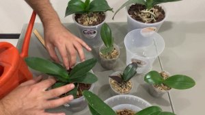 Первый полив орхидей после пересадки перекисью водор?