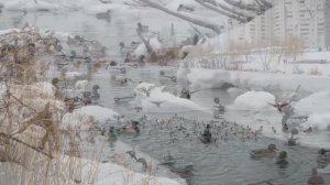 ✨Спокойной ночи, малыши✨008/2025 Кря-кря-кря