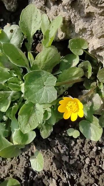 Ранние цветы, которые посеяла природа 🙃🌞🥰 #веснавс? смотреть онлайн