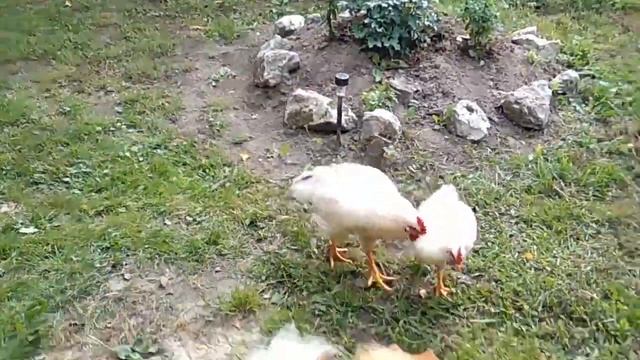 Петушиные бои(Меля-судья)