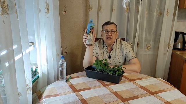 Вторая подкормка рассады перца для хорошей пикировки. смотреть онлайн