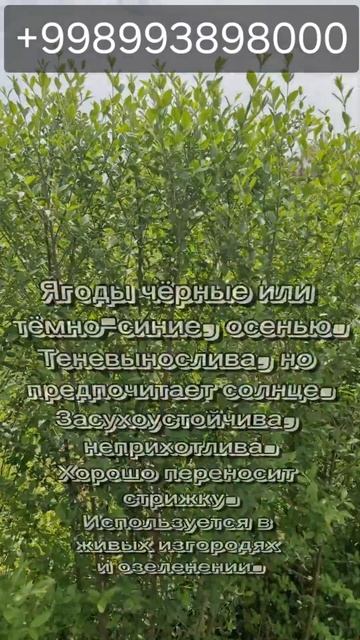 Бирючина. #благоустройство #сад #садоводничество #саже смотреть онлайн