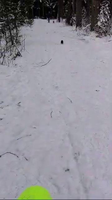 Продолжаем кормить Чёрную Белку в Лесу. смотреть онлайн