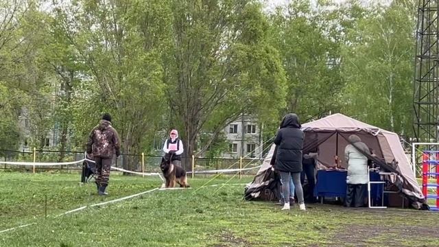 РАБОЧИЙ КОБЕЛИ ДШ / КЧК САМАРА 27 апреля`25 И.Герлеман Моно немецких овчарок