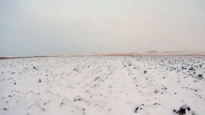 Охота на зайца со спаниелем