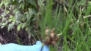 ЛУК БАТУН ОСЕНЬЮ.  ЧТО ДЕЛАТЬ С ЛУКОМ?!