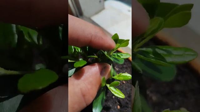 Фейхоа из семян .Июнь 2024 смотреть онлайн