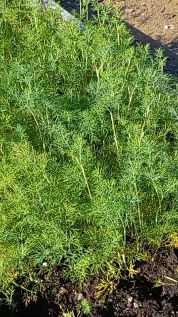 Укроп - чудо. Архангельск смотреть онлайн