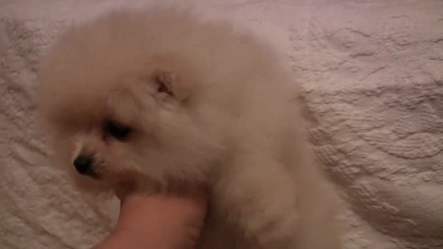 померанский шпиц