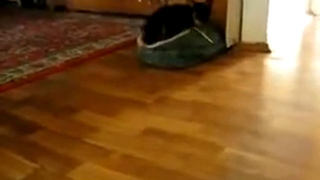 Ипкинс  раскаялся